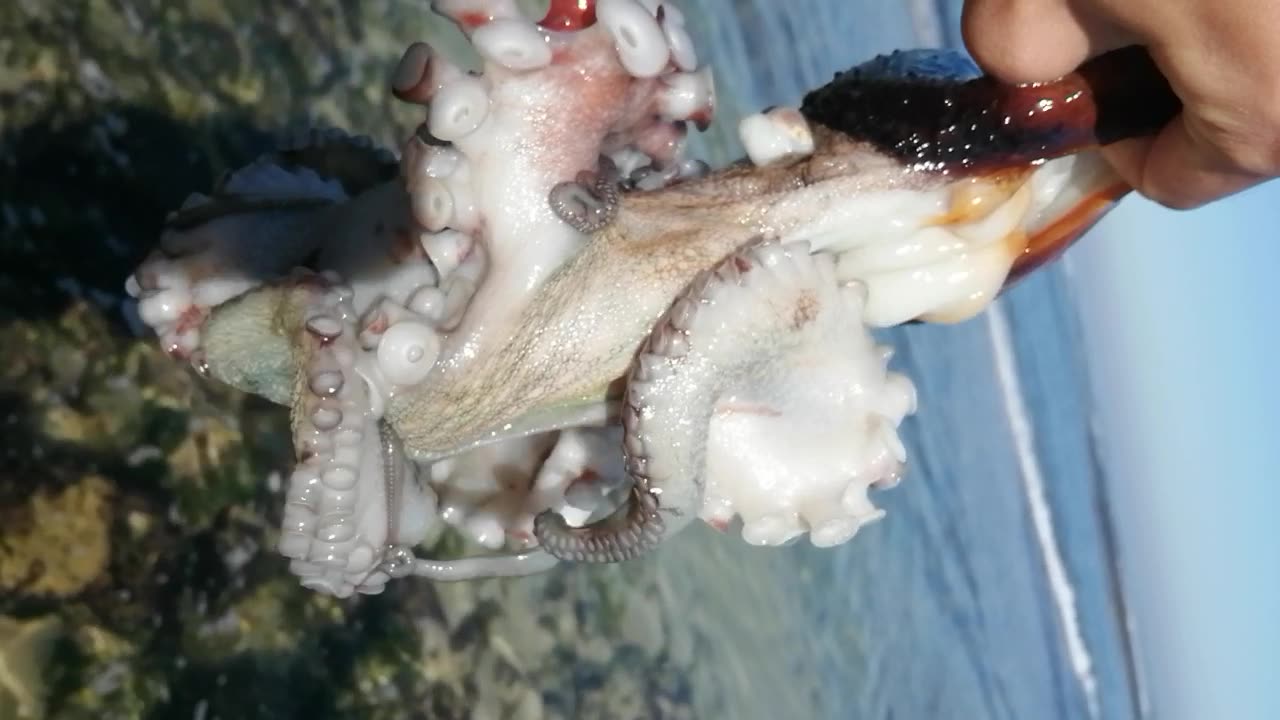 sea ​​octopus