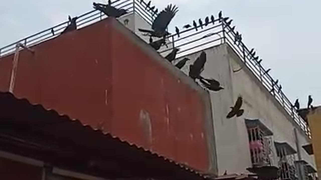 Gangs of crows