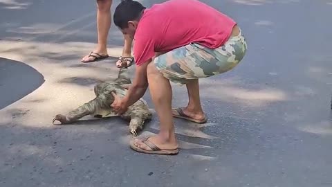 Man Rescues Stranded Sloth with Help from Another