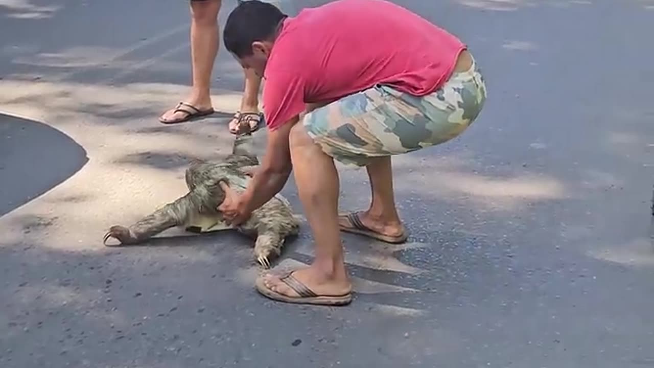 Man Rescues Stranded Sloth with Help from Another