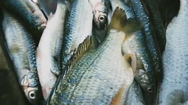 Sundarban River Paisse Fish