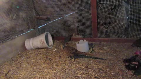 Reeve's pheasants