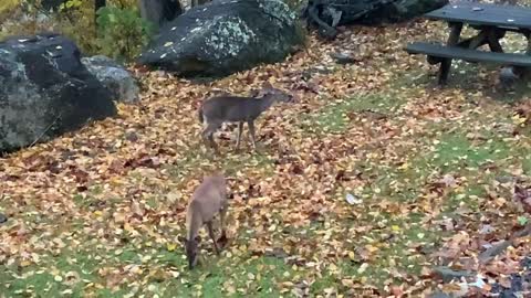 Deer🦌fawns🦌 NW NC at The Treehouse 🌳 Everyone’s awake and heading out for their daily adventures