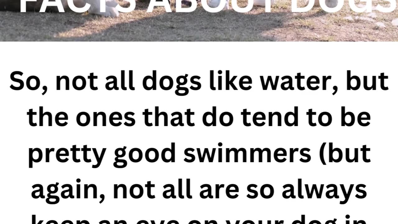 FACTS ABOUT DOGS.....3/10