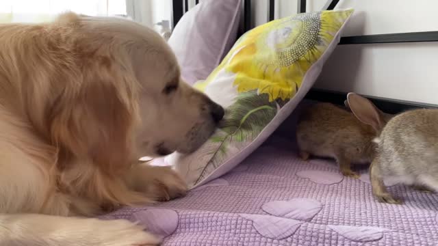 Baby Bunnies Playing Hide and Seek with a Golden Retriever