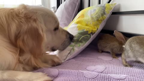 Baby Bunnies Playing Hide and Seek with a Golden Retriever