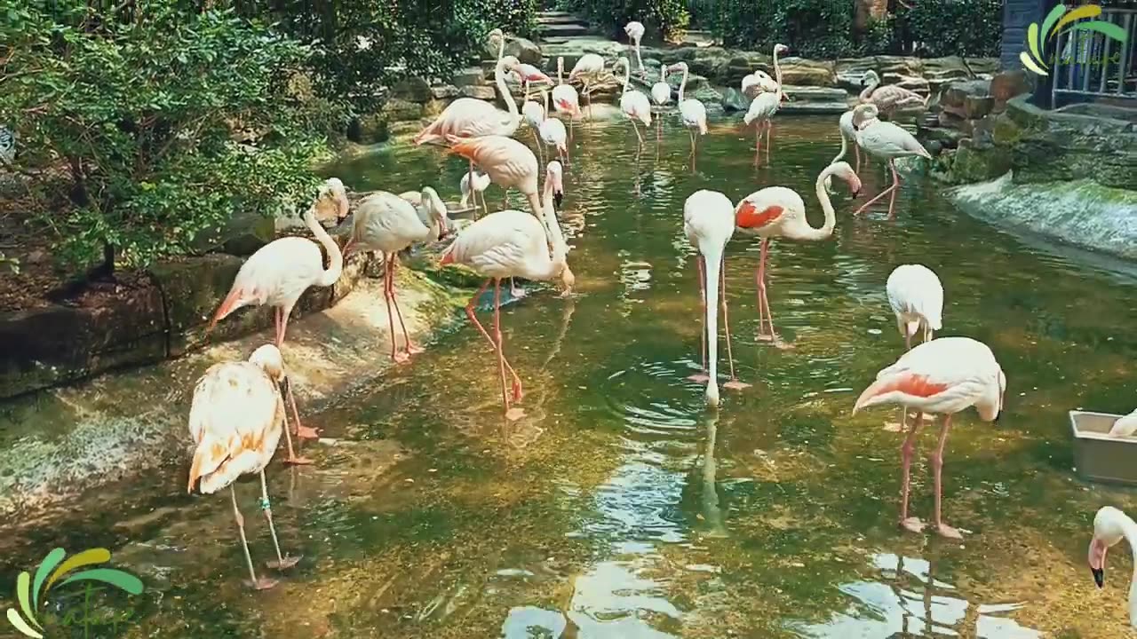 Flamingo_bird_best_funny_video