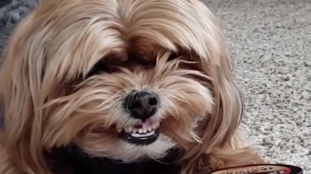 animals funny 74489861