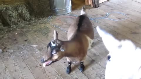 Funny goat