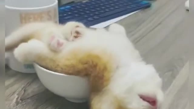 Cat fell asleep in tea cup!