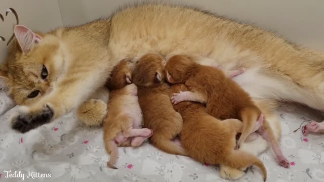 The cat is joyful because this is the first time she has given birth to kittens.