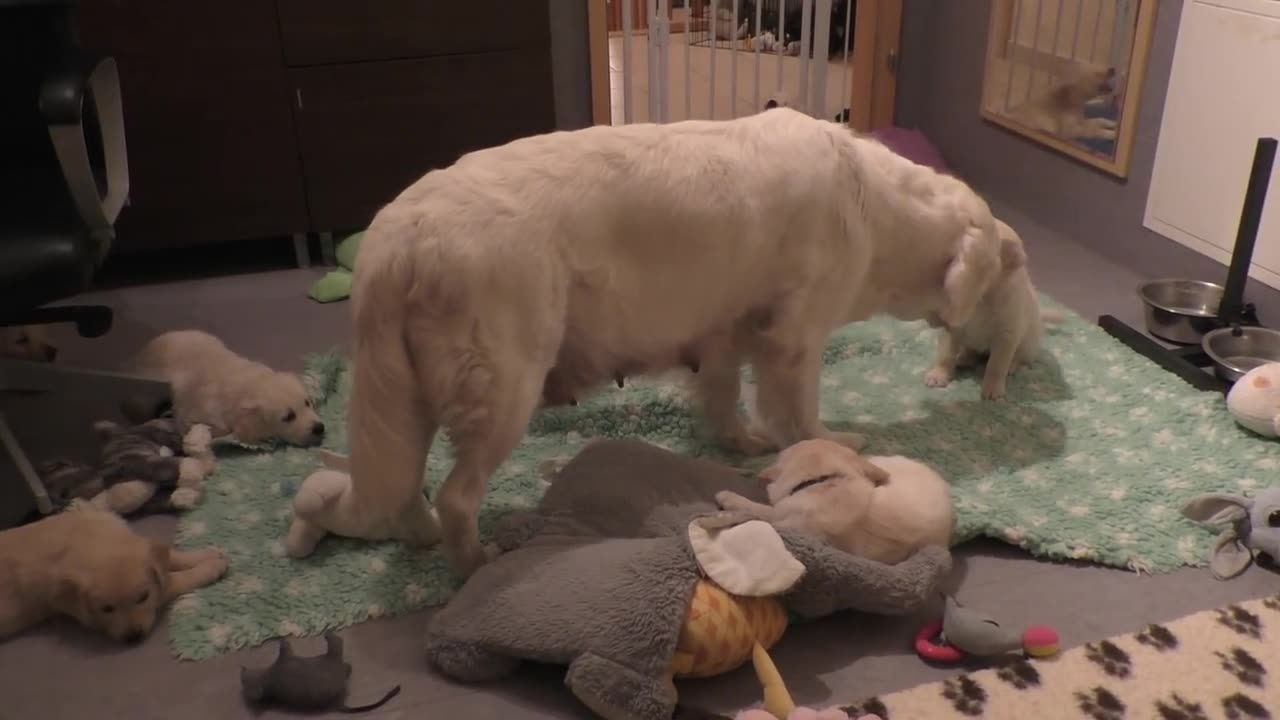 Dogmother teache to puppies πΆπππ