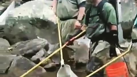 Wildlife