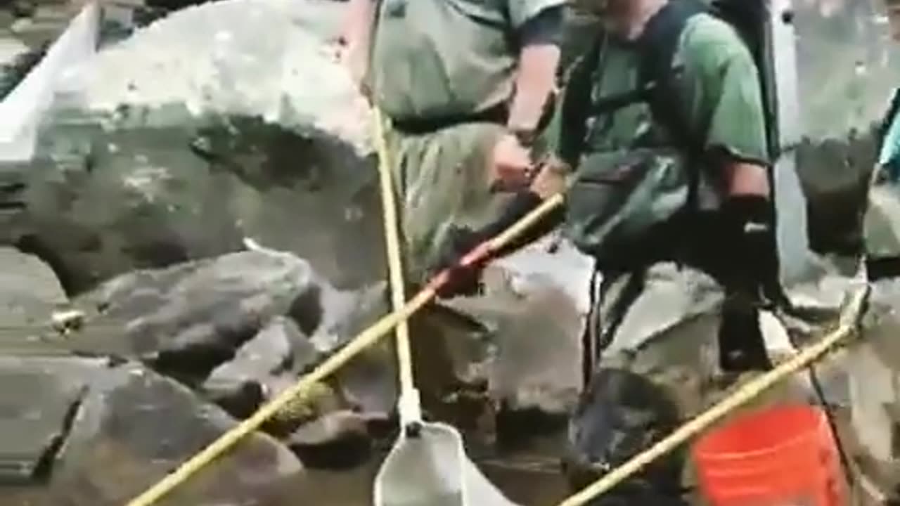 Wildlife