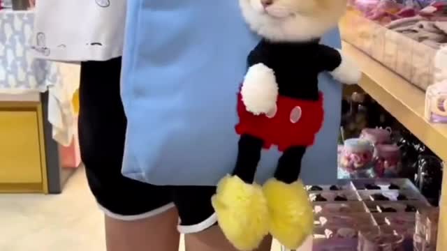 Funny and Cute Cat meows