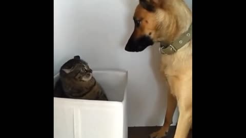 Cat and dog