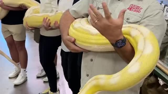 Snake power in action 😱 Reticulated python are so strong it’s amazing and funny