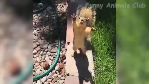 Funny animals