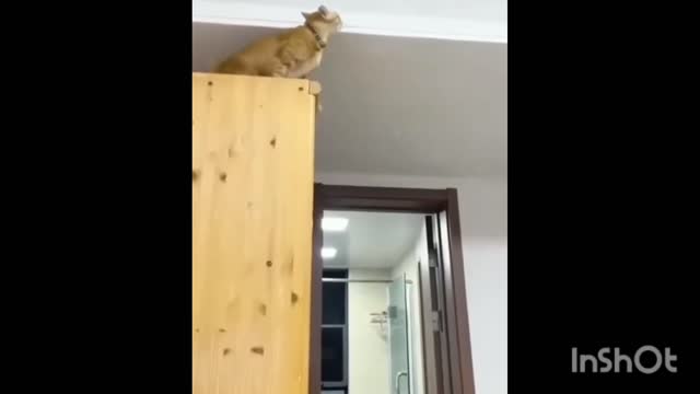 😄😄Cat and Dog Intersting Very Run Away So Funny😂😂2022