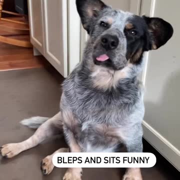 "Snow-Covered Serenade" or "Puppy's Winter Wonder"