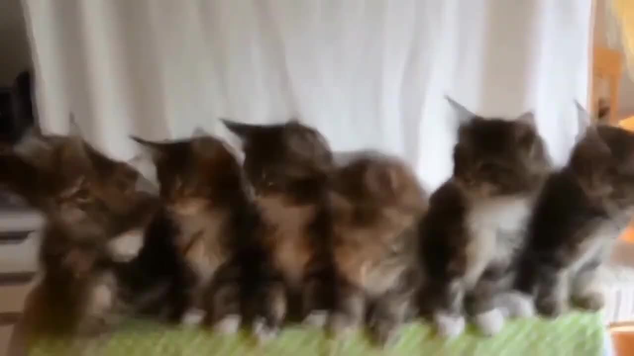 Funny animal Compilation