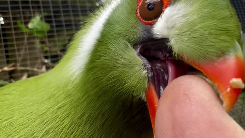 Tame white cheeked turaco bird