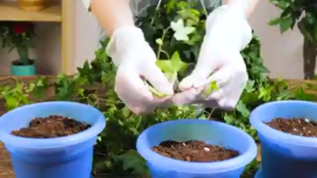 EASY GARDENING TIPS FOR BEGINNERS