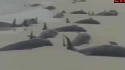 World Is Strange pt.113