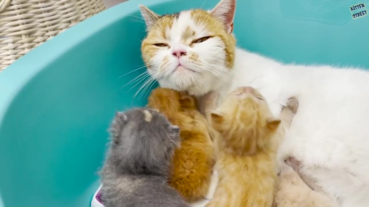 Foster mom cat takes care of loudly meowing kittens and they