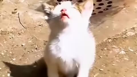 Funny Cats Viral Moments