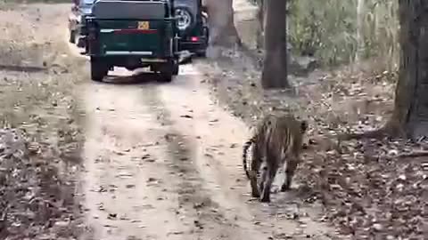 Tiger trecking