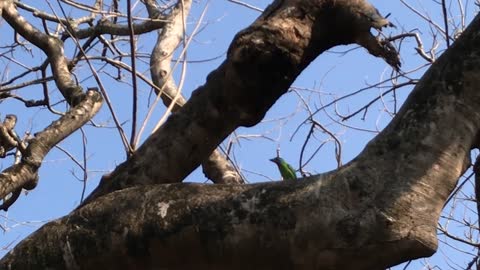 18_0218葉楓 好預兆