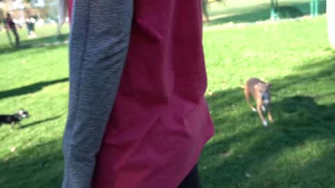 I Filmed My Dog Whenever He Cried Or Was Nasty For 24 Hours