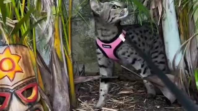 Did it find something?