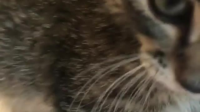 lovely cat
