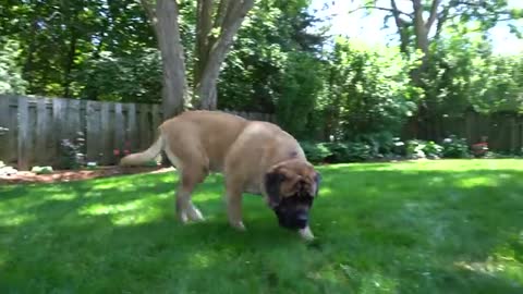 HUGE 200lbs Mastiff turns into a beached whale