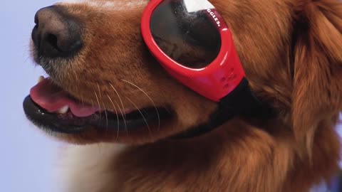 DOG LOOK SO ADMIRABLE ON SUN SHADE