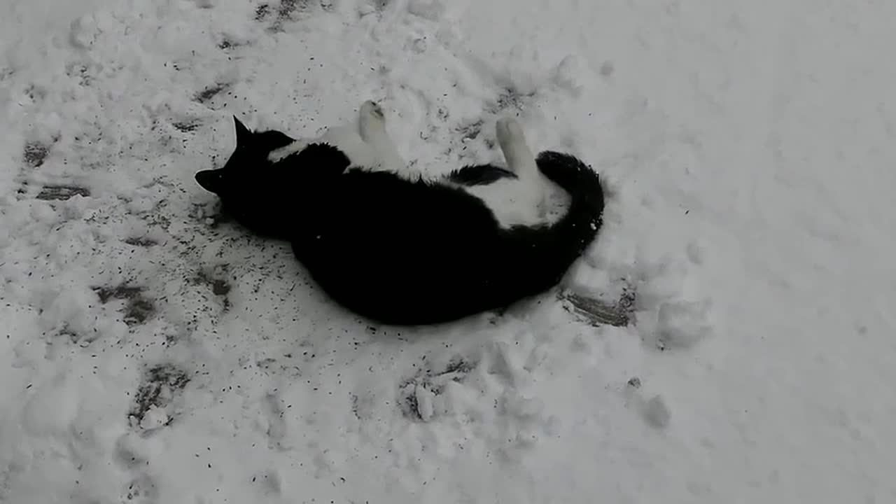 Cat Enjoying Catnip In the Snow