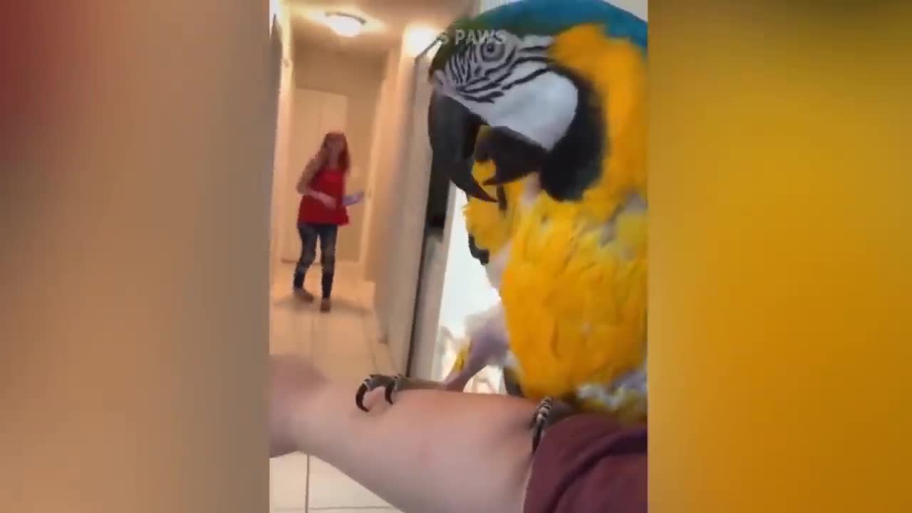 This parrot is so high