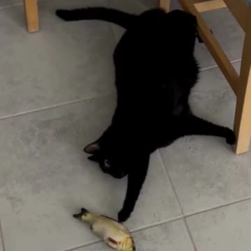 Adopting a Cat from a Shelter Vlog - Cute Precious Piper Looks Darling Playing with Fish Toy #shorts