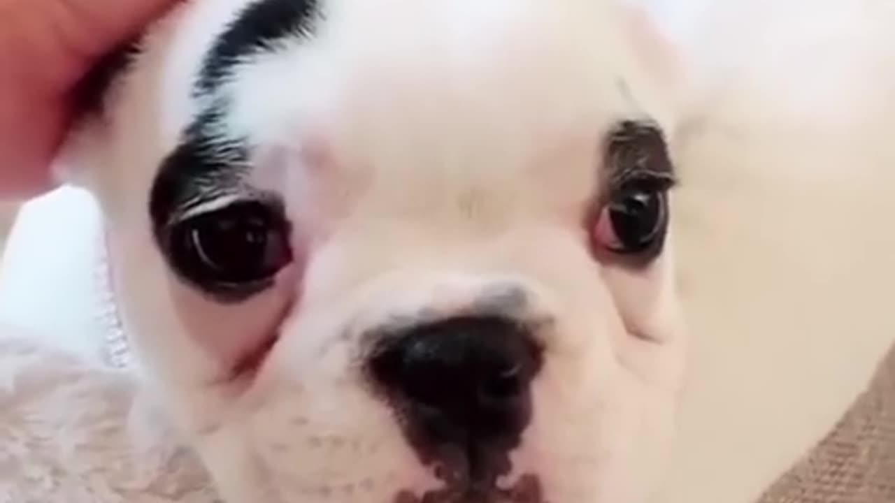 Funny animals 😂😂💥