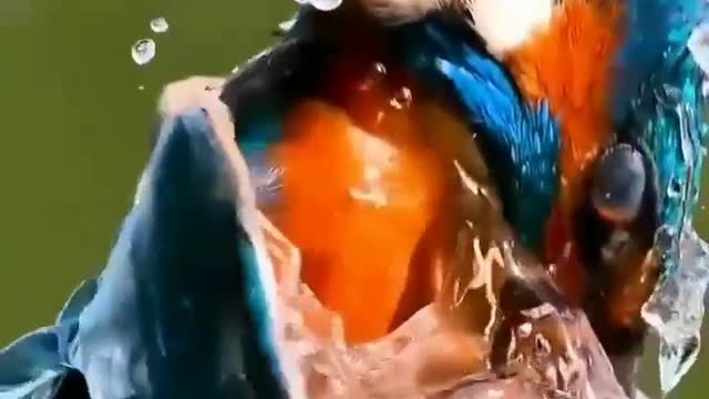 Kingfisher slowmotion video