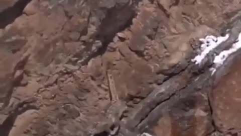 Wildlife in closer view with a natural perspective.