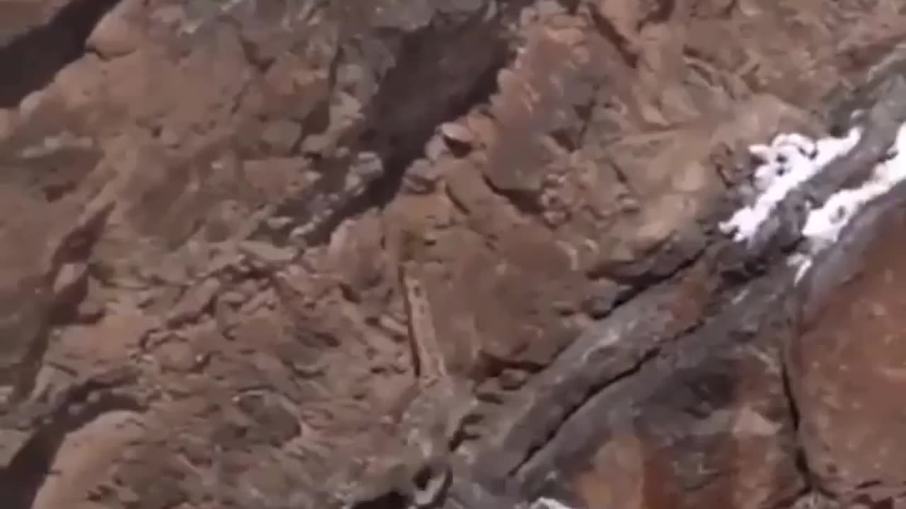 Wildlife in closer view with a natural perspective.