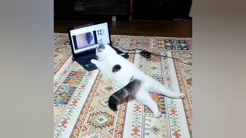 Funny animals, funny cats, Best funny cat videos 2023