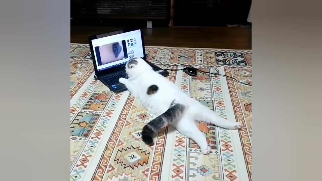 Funny animals, funny cats, Best funny cat videos 2023