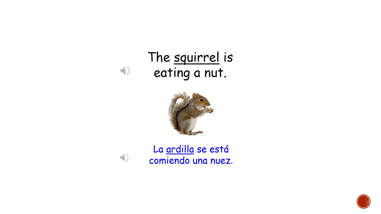 Palabra Del día en Inglés ‘squirrel'