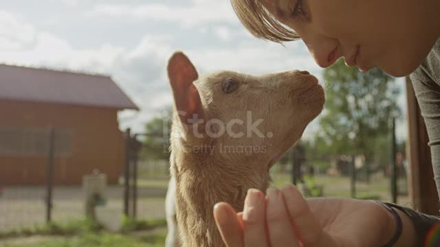 Cheerful girl petting adorable little kid goat looking for attention USA, Farm, Goat, Animal, Humor