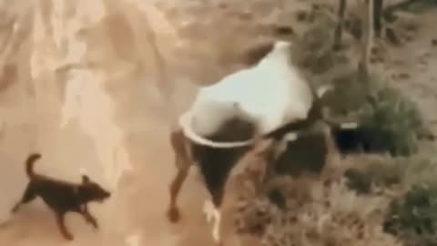 BULL VS DOGS