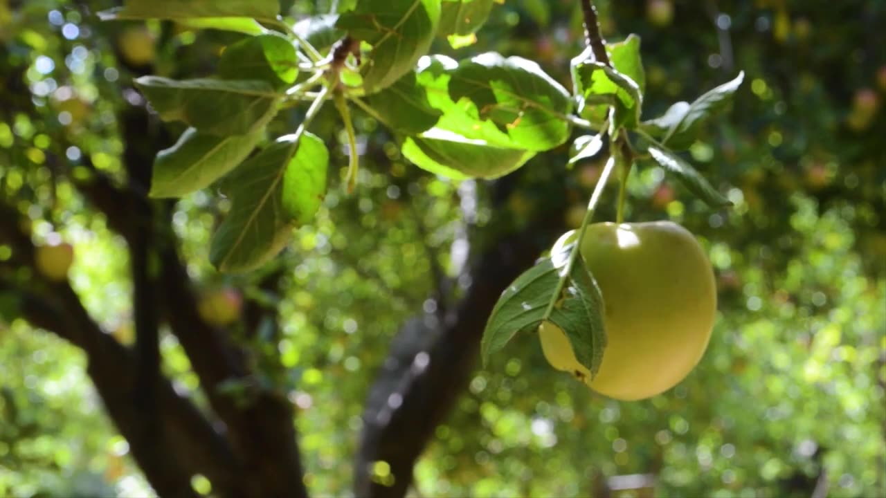 "Discover the Juicy Goodness of Apple Fruit | Nutritional Benefits and Varieties"